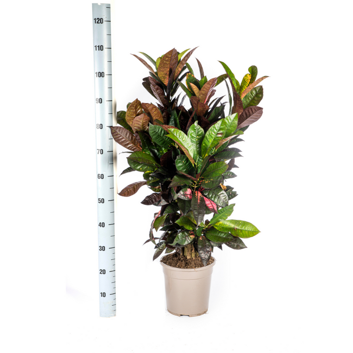 Codiaeum 'Croton' Iceton Ø24cm - ↕90-100cm