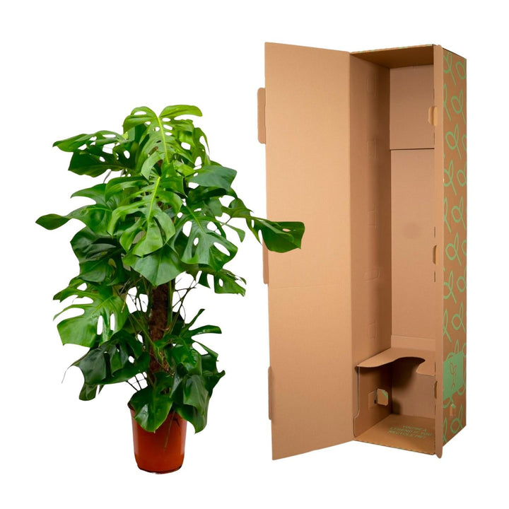 Monstera Deliciosa – Gatenplant XXL
