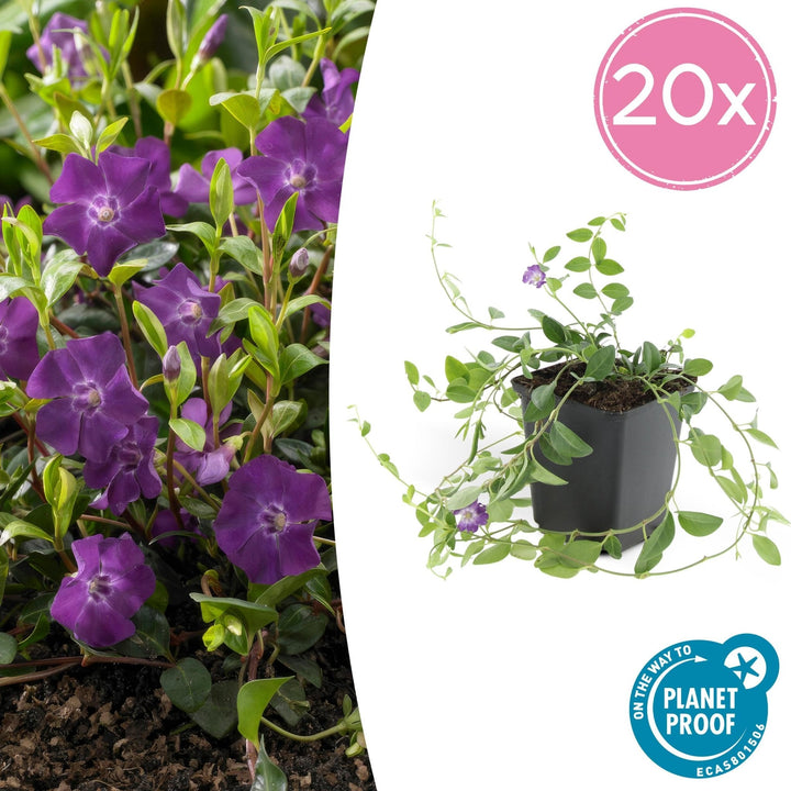Vinca Minor 'Atropurpurea' - 20cm - Kleines Immergrün | Kaufen