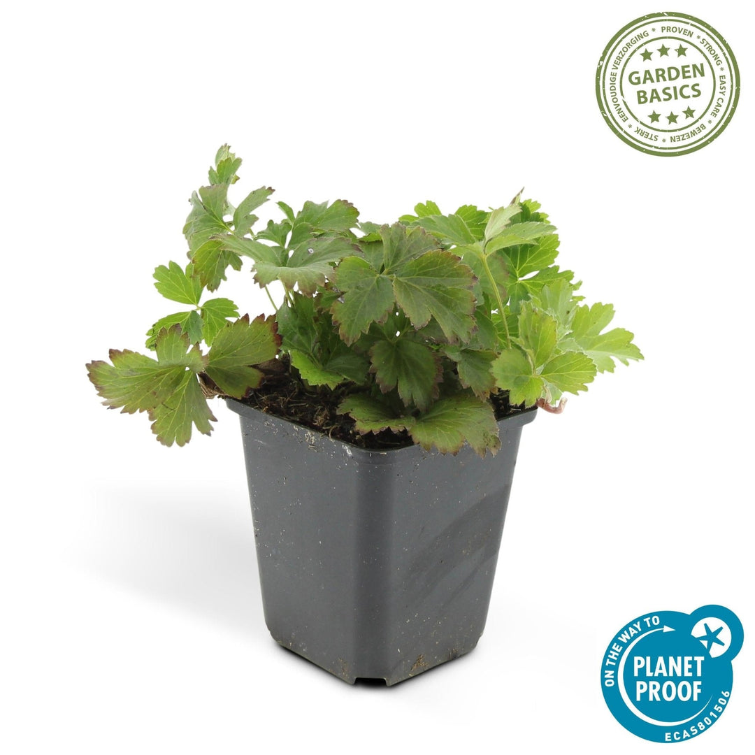 Waldsteinia Ternata - 20cm - Zimmerpflanze kaufen