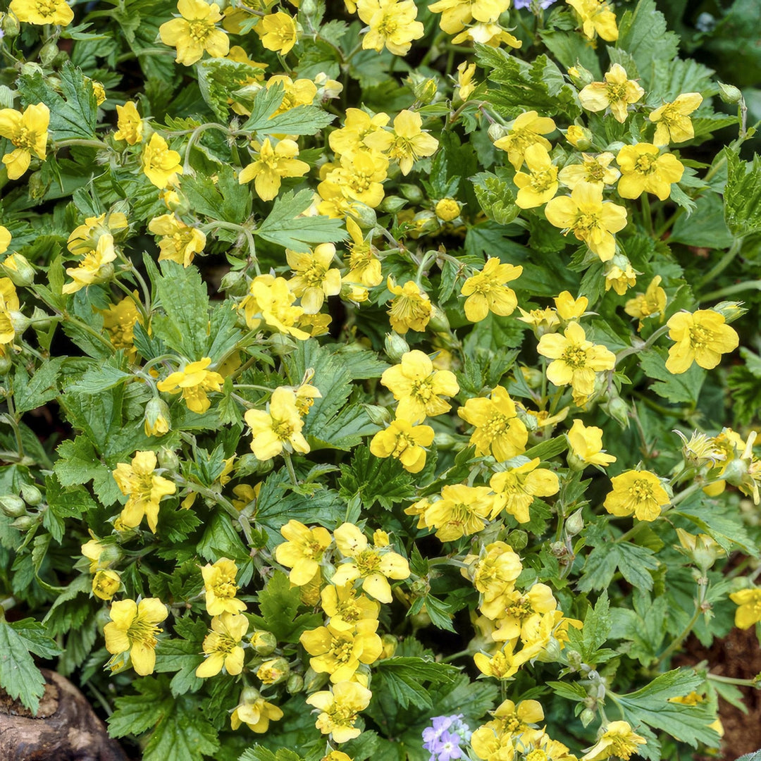 Waldsteinia Ternata - 20cm - Zimmerpflanze kaufen