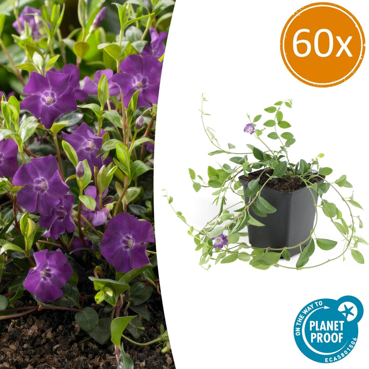 Vinca Minor 'Atropurpurea' - 20cm - Kleines Immergrün | Kaufen