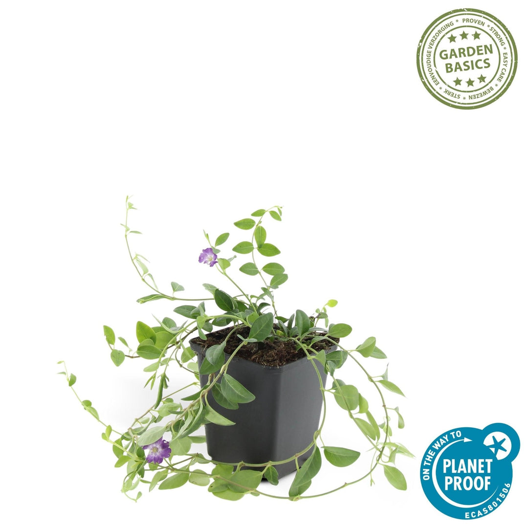 Vinca Minor 'Atropurpurea' - 20cm - Kleines Immergrün | Kaufen
