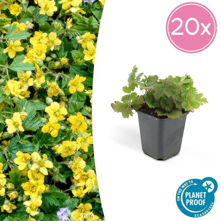 Waldsteinia Ternata - 20cm - Zimmerpflanze kaufen