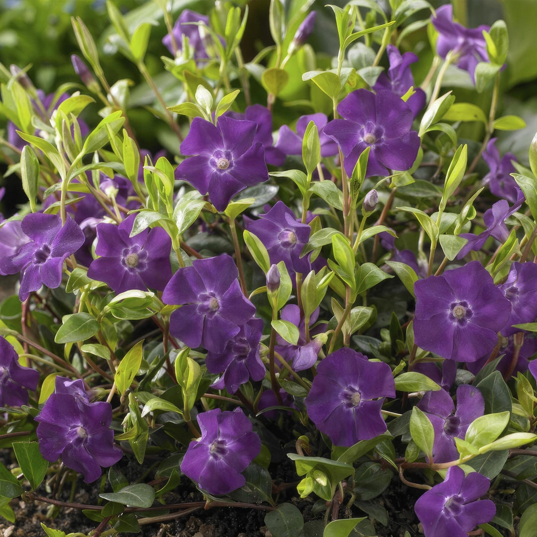 Vinca Minor 'Atropurpurea' - 20cm - Kleines Immergrün | Kaufen
