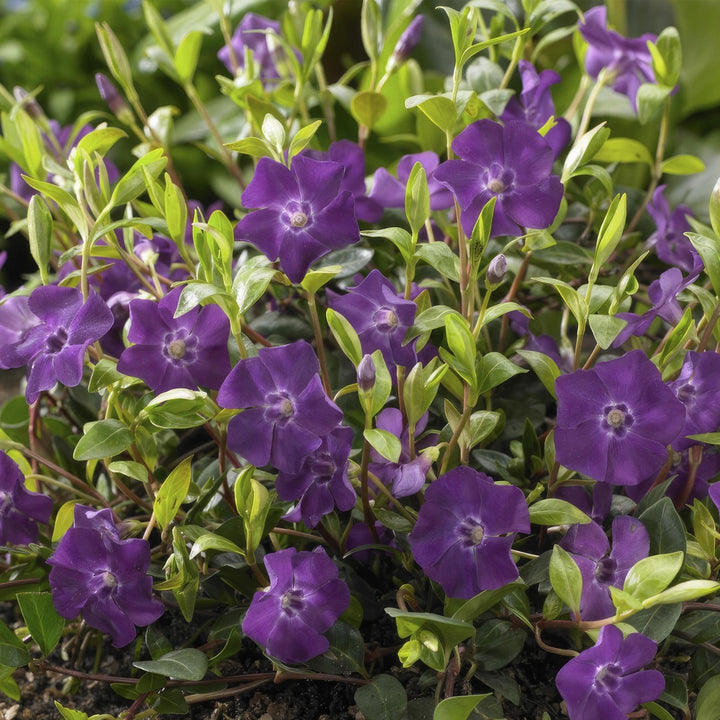 Vinca Minor 'Atropurpurea' - 20cm - Kleines Immergrün | Kaufen