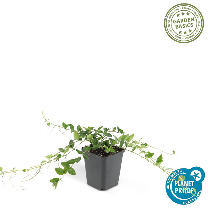 Vinca minor 'Alba' - 20cm - Kleines Immergrün - Zimmerpflanze kaufen