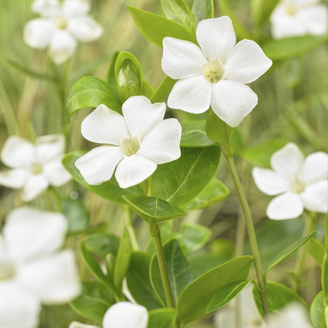 Vinca minor 'Alba' - 20cm - Kleines Immergrün - Zimmerpflanze kaufen