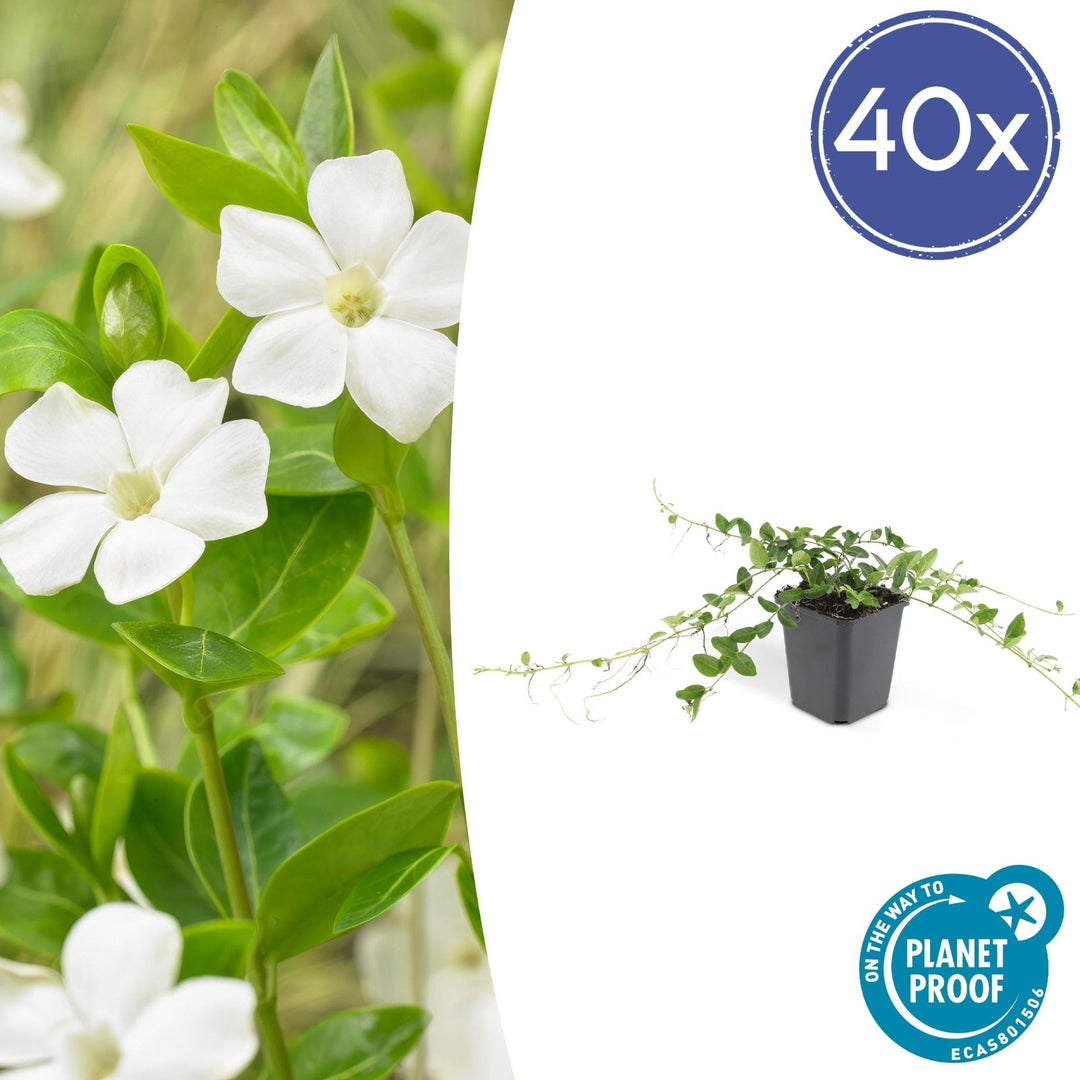 Vinca minor 'Alba' - 20cm - Kleines Immergrün - Zimmerpflanze kaufen