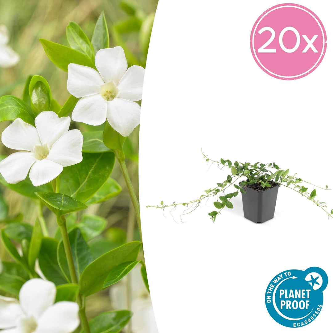 Vinca minor 'Alba' - 20cm - Kleines Immergrün - Zimmerpflanze kaufen