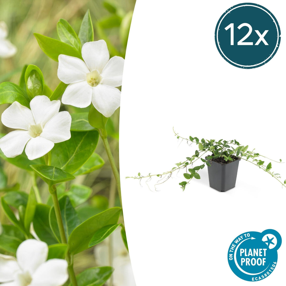 Vinca minor 'Alba' - 20cm - Kleines Immergrün - Zimmerpflanze kaufen