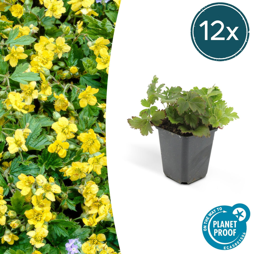 Waldsteinia Ternata - 20cm - Zimmerpflanze kaufen