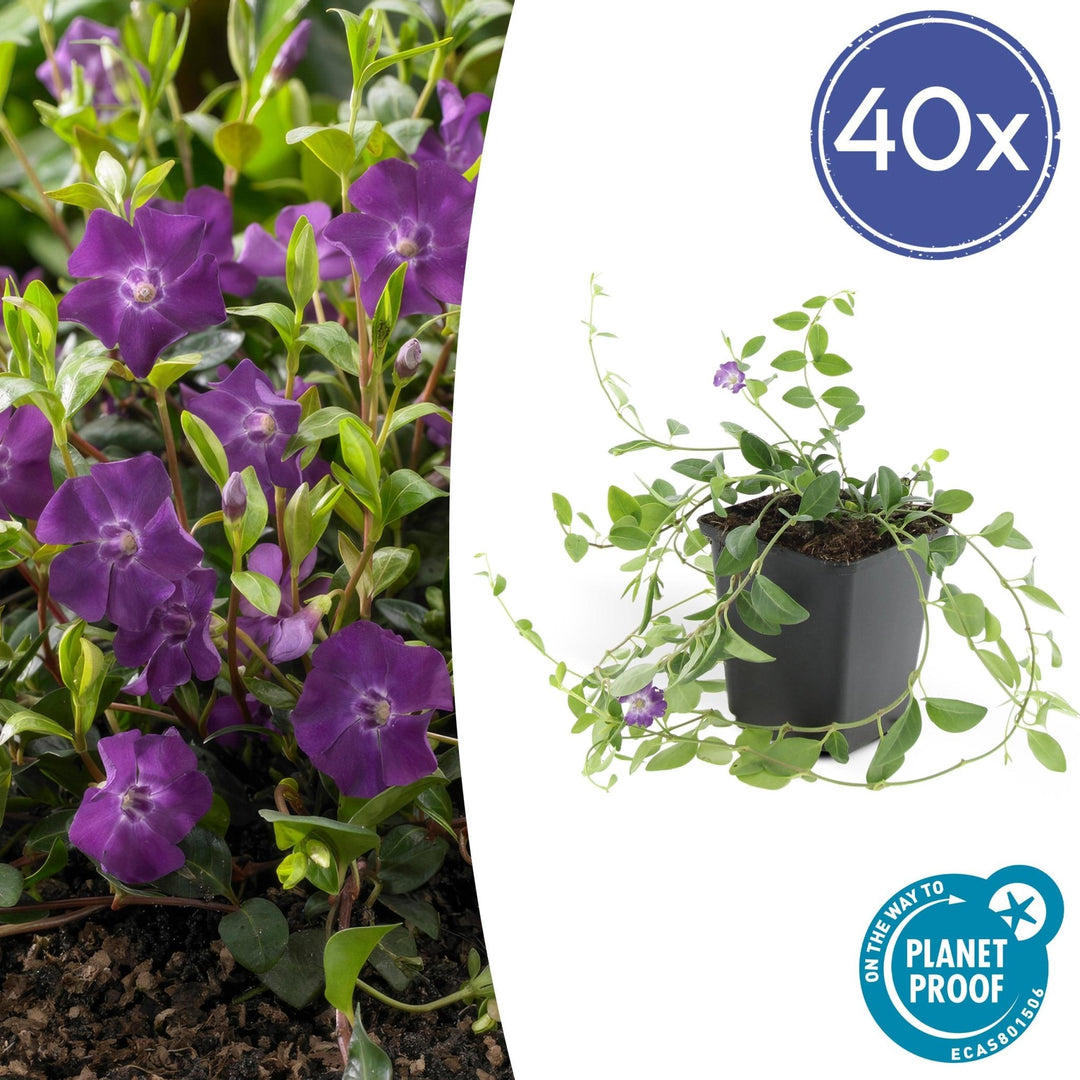 Vinca Minor 'Atropurpurea' - 20cm - Kleines Immergrün | Kaufen