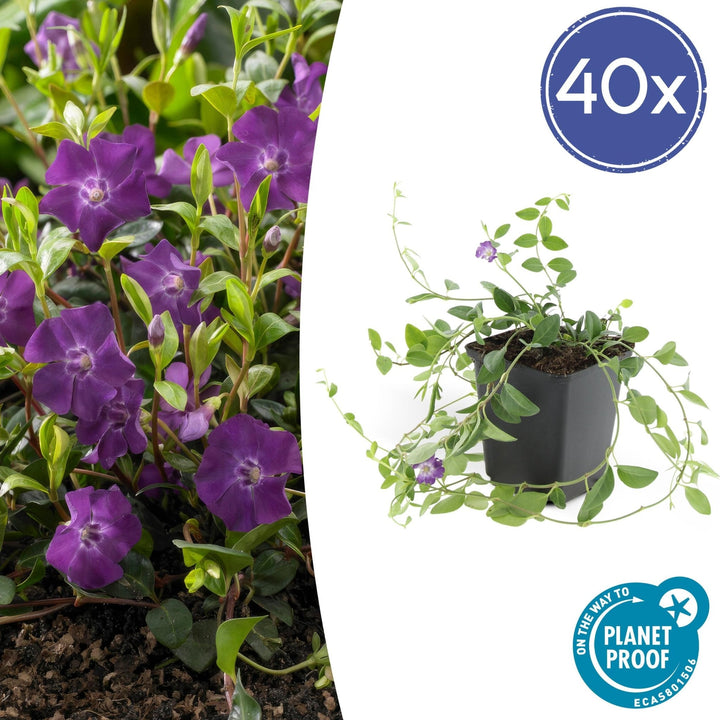 Vinca Minor 'Atropurpurea' - 20cm - Kleines Immergrün | Kaufen