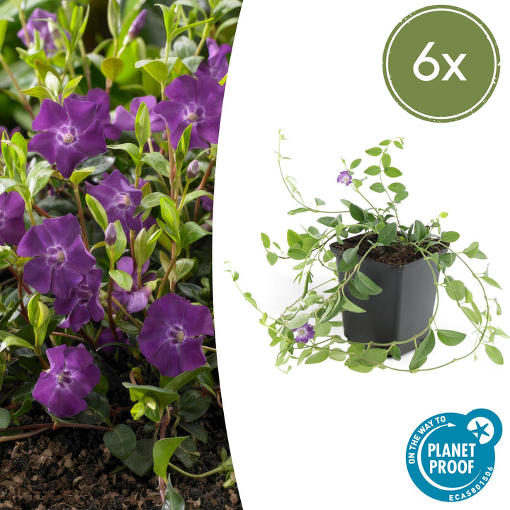 Vinca Minor 'Atropurpurea' - 20cm - Kleines Immergrün | Kaufen