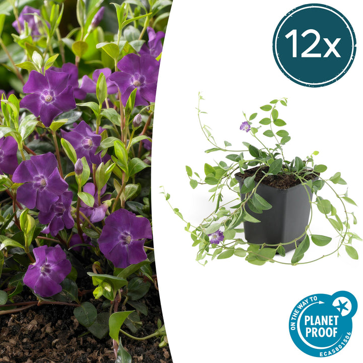 Vinca Minor 'Atropurpurea' - 20cm - Kleines Immergrün | Kaufen