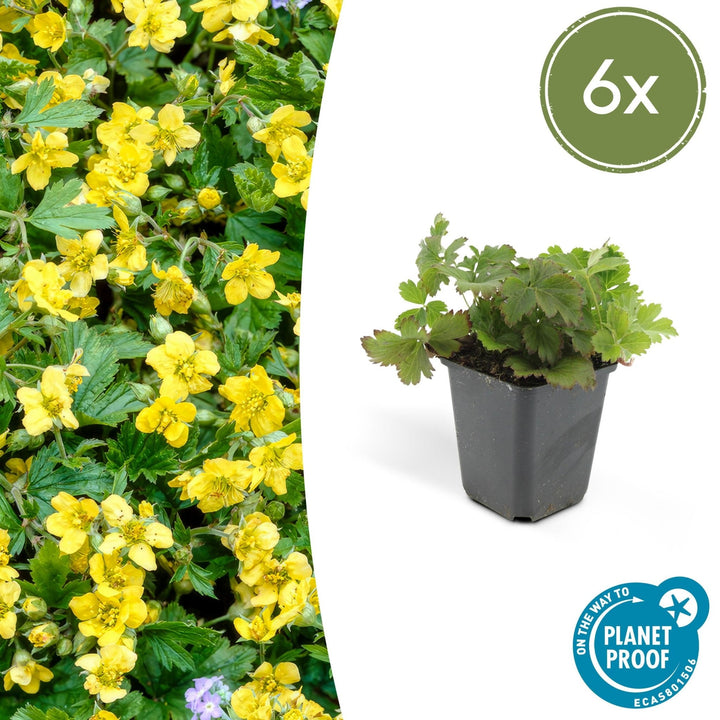 Waldsteinia Ternata - 20cm - Zimmerpflanze kaufen