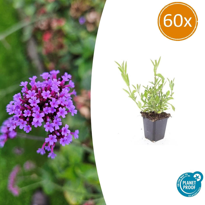 Verveine de Buenos Aires - 20cm - Acheter une plante d'intérieur