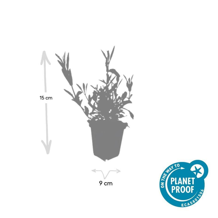 Verveine de Buenos Aires - 20cm - Acheter une plante d'intérieur