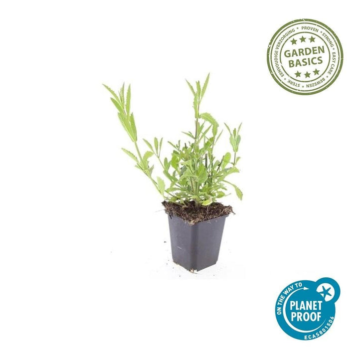 Verveine de Buenos Aires - 20cm - Acheter une plante d'intérieur