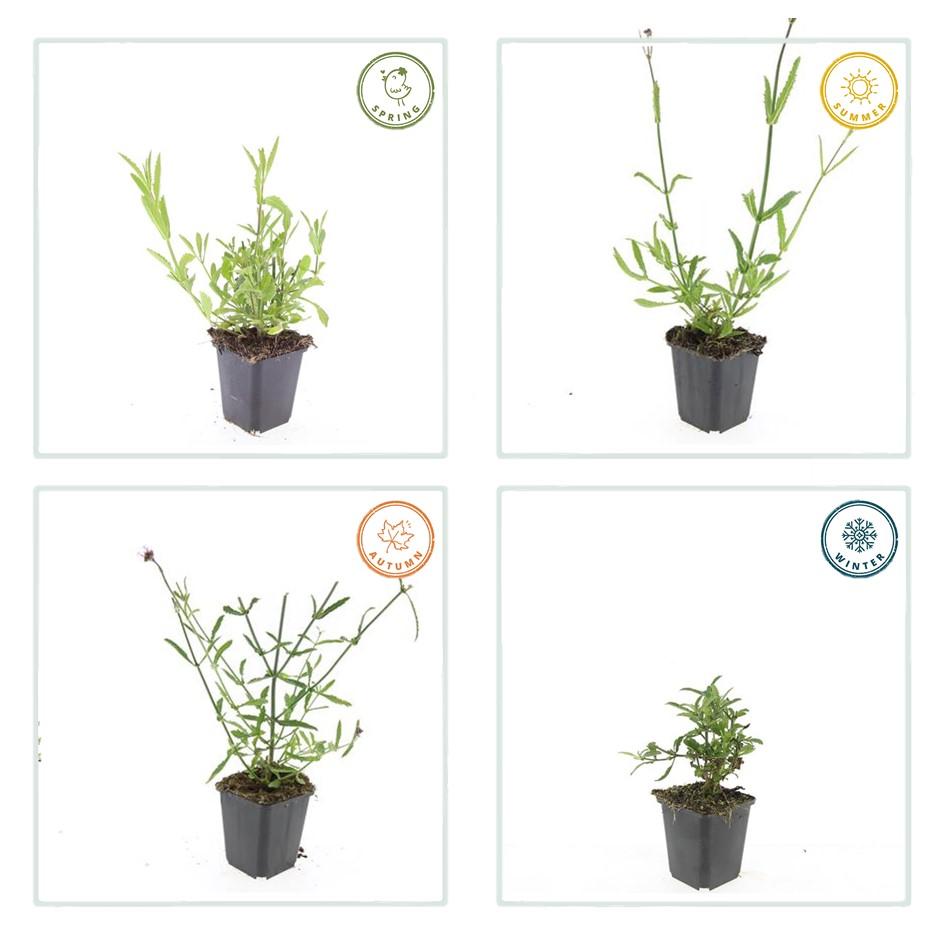 Verveine de Buenos Aires - 20cm - Acheter une plante d'intérieur