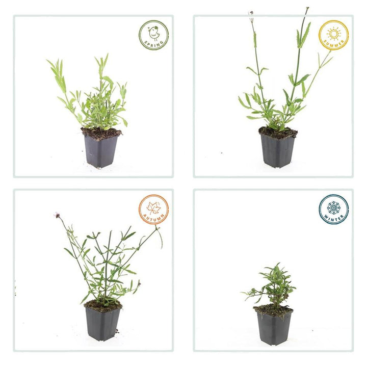 Verveine de Buenos Aires - 20cm - Acheter une plante d'intérieur