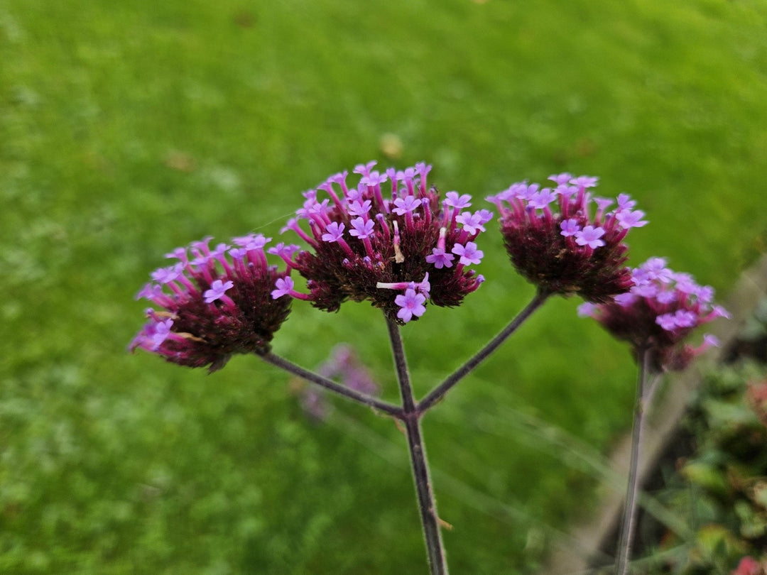 Verveine de Buenos Aires - 20cm - Acheter une plante d'intérieur