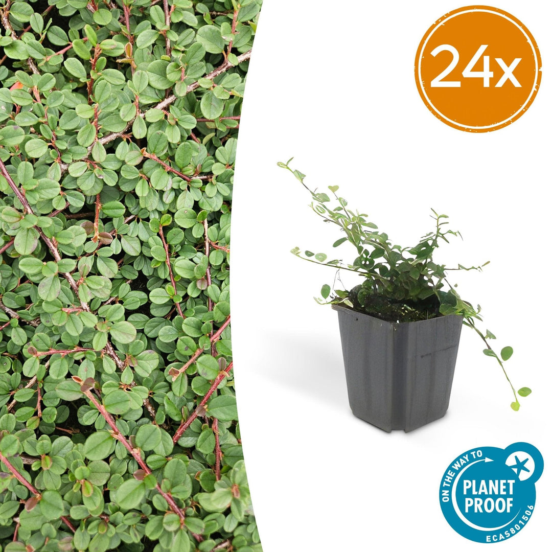 Cotoneaster Prostratus 'Queen of Carpets' - 20cm | Kaufen