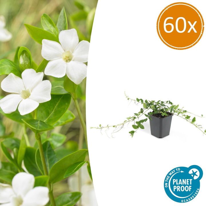 Vinca minor 'Alba' - 20cm - Kleines Immergrün - Zimmerpflanze kaufen