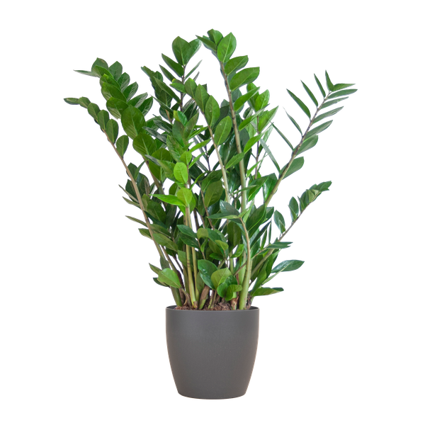 Zamioculcas Zamiifolia – ZZ Plant