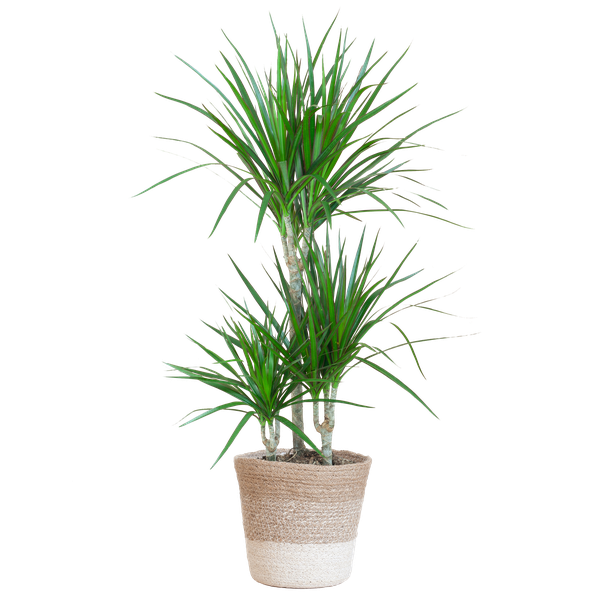 Dracaena Marginata – Drakenbloedboom