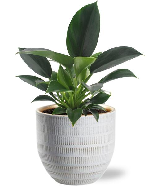 Philodendron Green Princess – Groene Sierprinses