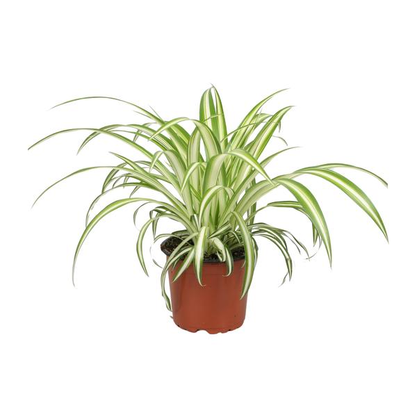 Graslelie Chlorophytum – Ø12cm | Spinplant Kamerplant