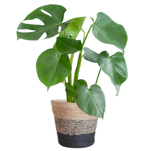 Monstera Deliciosa – Gatenplant