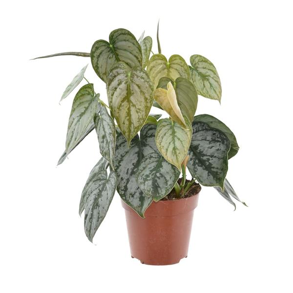 Philodendron Brandtianum – Zilverblad Philodendron