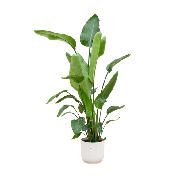 Strelitzia Nicolai – Paradijsvogelplant