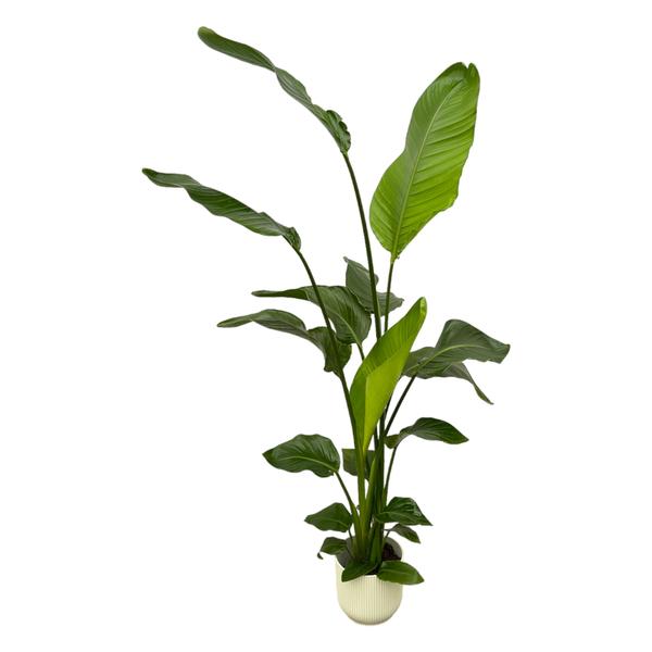 Strelitzia Nicolai – Paradijsvogelplant