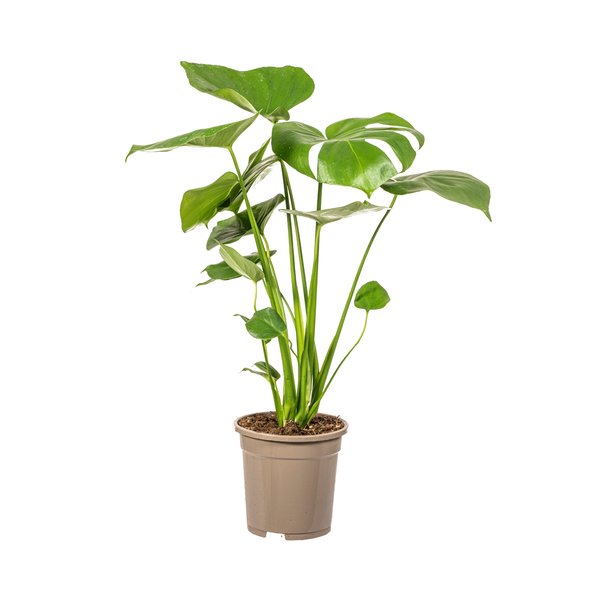 Monstera Deliciosa - Tauerii