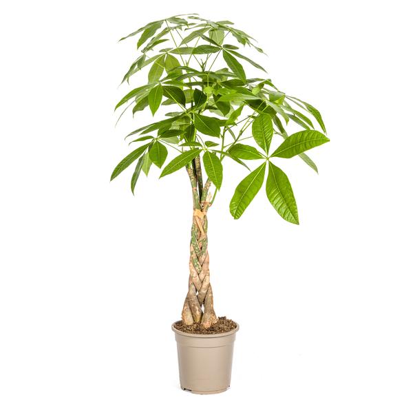 Pachira Aquatica - De Geldboom