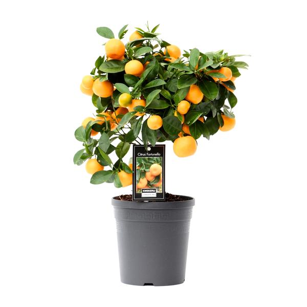 Citrus Calamondin/Sinaasappelboom