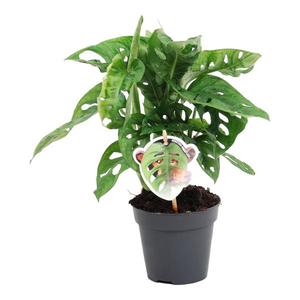 Monstera Obliqua  – Gatenplant