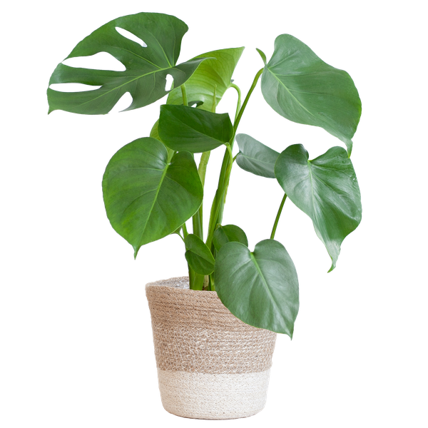 Monstera Deliciosa – Gatenplant