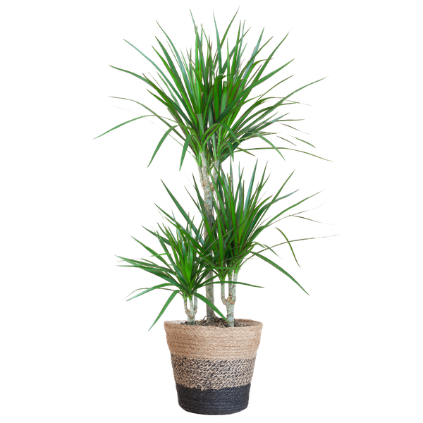 Dracaena Marginata – Drakenbloedboom