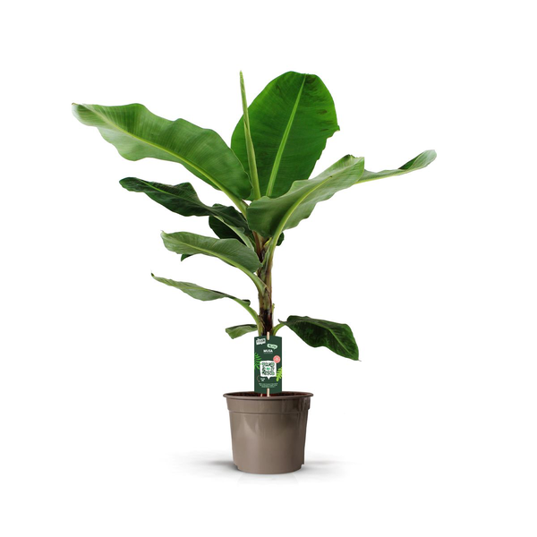 Musa - Bananenplant