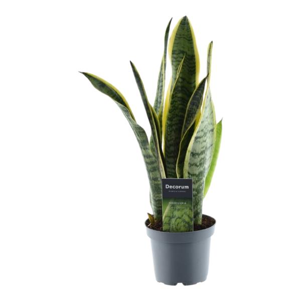 Sansevieria Laurentii - Vrouwentong