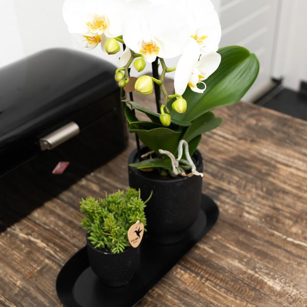 Ovale dienblad- Black