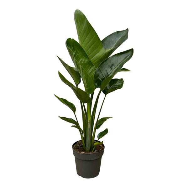 Strelitzia Nicolai – Paradijsvogelplant
