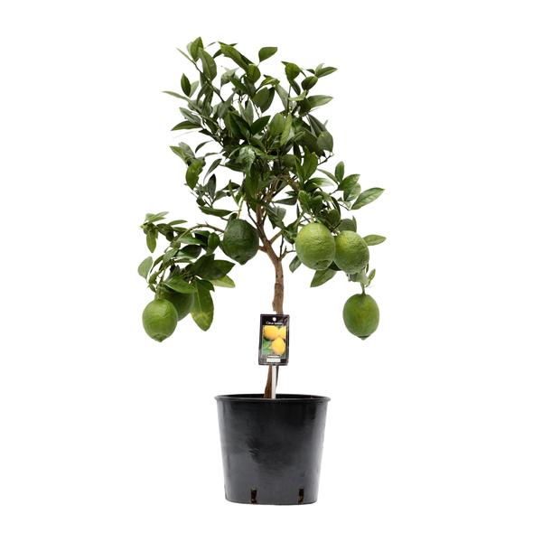Citrus Lemon/Citroenboom