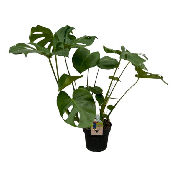 Monstera Deliciosa – Gatenplant