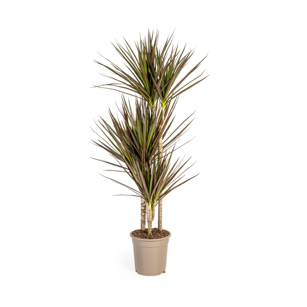 Dracaena Marginata Magenta